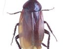 Common Household Roaches