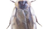 Lifespan of a Palmetto Bug