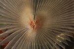 Facts About the Feather Duster Worm