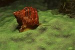 The Best Saltwater Snails for Algae Removal