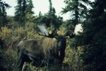 What Places on Earth Do Moose Live?