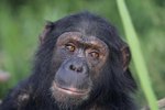 Chimpanzee Temperament