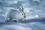 Where Does a Snowshoe Rabbit Live?