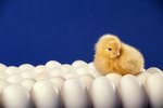 How to Determine a Chick's Gender Before It Hatches