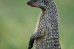 What Countries Does a Mongoose Live in?