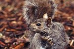 Do Squirrels Really Know Where They Bury Their Food?