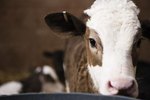 Facts About Baby Calves