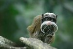 The Habitat of the Mustache Monkey