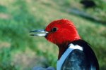 Redheaded Woodpecker's Nesting Habits