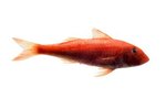 How Do Goldfish React to Low Lighting?