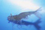 What Are the Functions of the Hairs on a Shrimp's Legs?