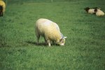 How to Help Sheep That Have Bloat