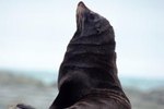 Fun Facts on Sea Lions