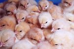 Care of Hatchling Chickens