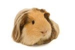 Do Guinea Pigs Need Human Attention?