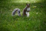 How to Tell a Male Gray Squirrel From a Female Squirrel