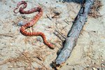 How Long Does a Corn Snake Grow Before It Sheds Its Skin?