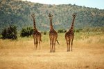 Kinds of Giraffes
