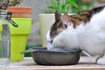 Home Remedies for Cat Diabetes