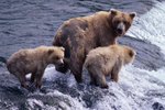 What Is the Average Land Speed of a Kodiak Bear?