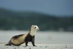 Pros & Cons of Ferrets as Pets