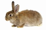 Do Rabbits Chew on Plastic?