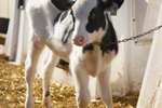 How to Tell the Age of a Calf