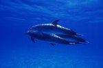 What Harms Dolphins?