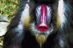 What Does the Mandrill Eat?