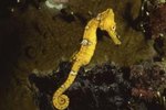 Which Foods Does a Sea Horse Eat?
