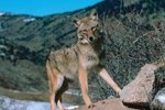 The Habitat of a Desert Coyote