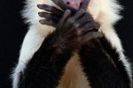 White-Faced Capuchin Species