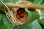 What Are the Different Types of Bird Nests?