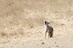 What Causes Coyotes' Howling?