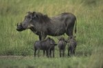 Pregnancy In Warthogs