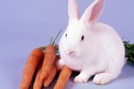 What to Feed Newly Weaned Rabbits