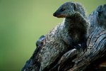 About Mongooses & Their Young