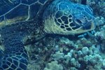 Molting in Aquatic Turtles