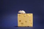 A Mouse's Lifespan in Captivity