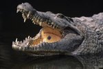 What are the Adaptations of a Crocodile to Survive Its Environment?