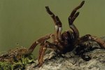 How to Determine the Sex of Tarantula Spiders
