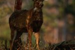 What Causes a Deer Antler to Turn Black?