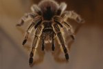 List of Spiders in Puerto Rico