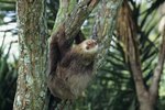 Environment of a Sloth