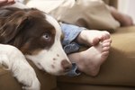 How to Treat Pododermatitis in Dogs