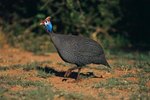 The Life Expectancy of Guinea Fowls