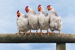 Chicken Roost Guidelines