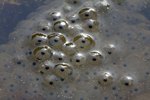 How to Hatch Frog Eggs