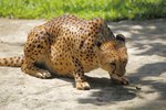 What Is the Cheetah's Food Web?