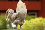 How to Stop a Rooster From Crowing